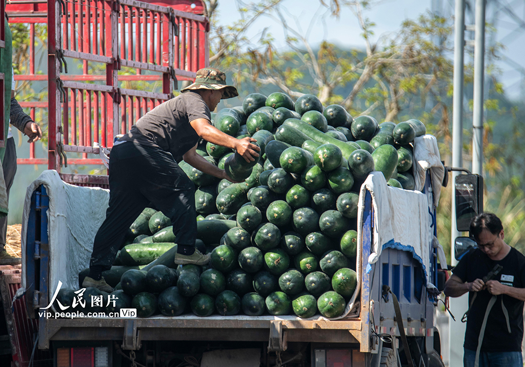 海南瓊海：冬瓜采摘上市【4】