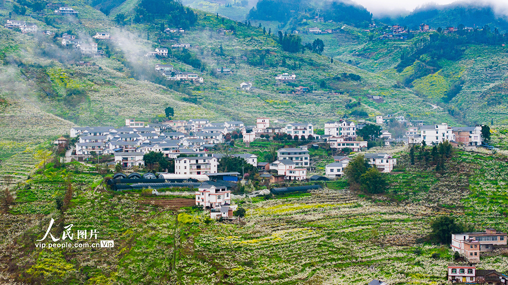 云南綏江：美麗鄉村春花爛漫