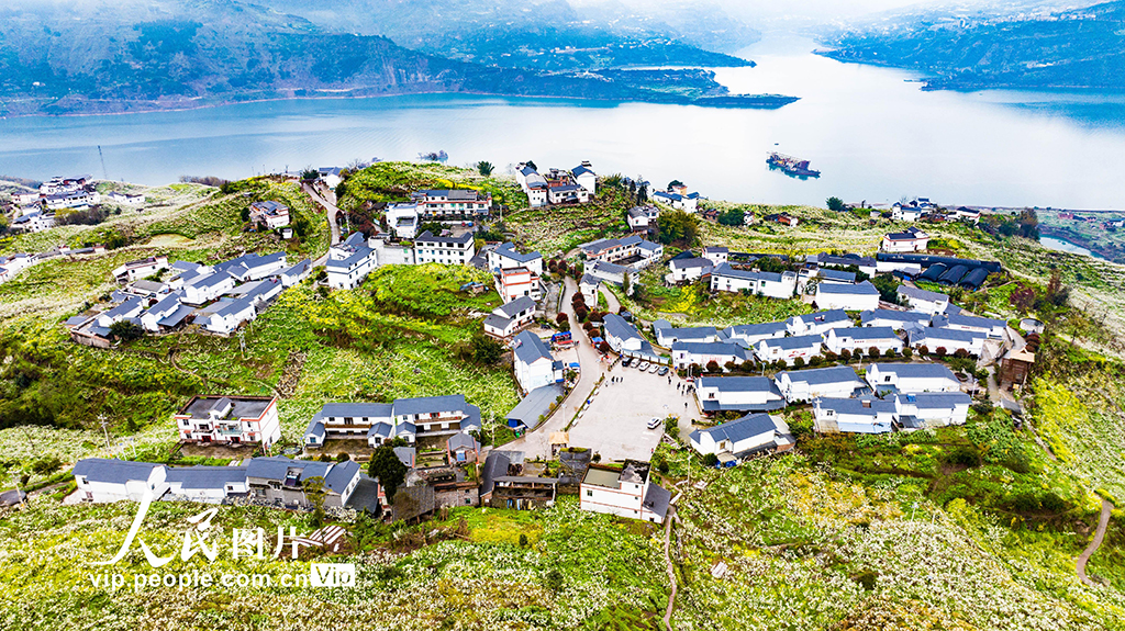 云南綏江：美麗鄉村春花爛漫【3】