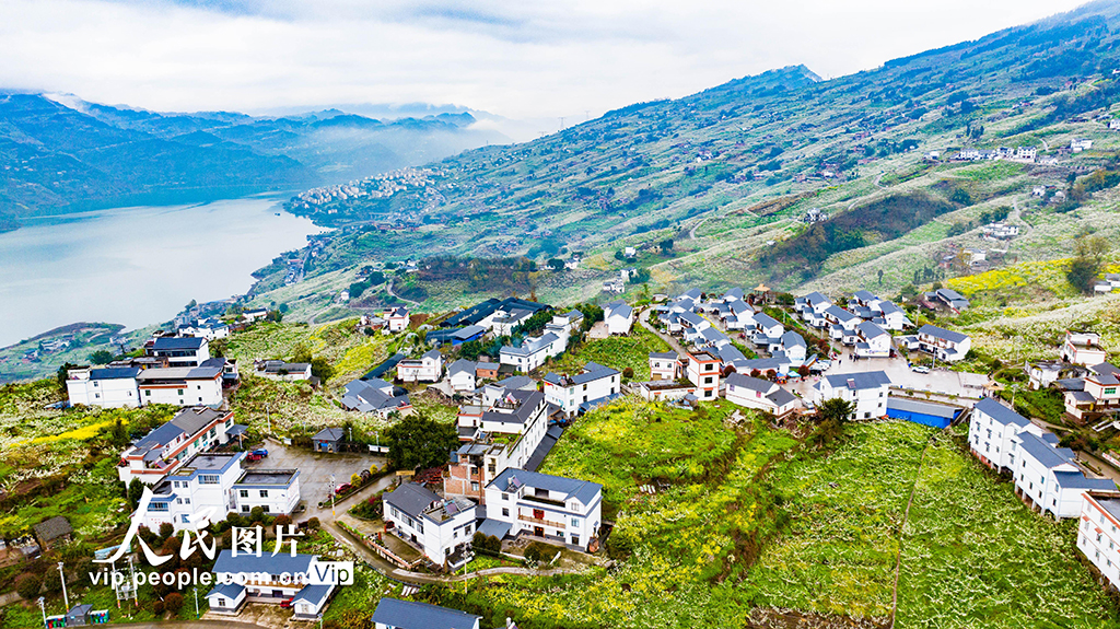 云南綏江：美麗鄉村春花爛漫【4】