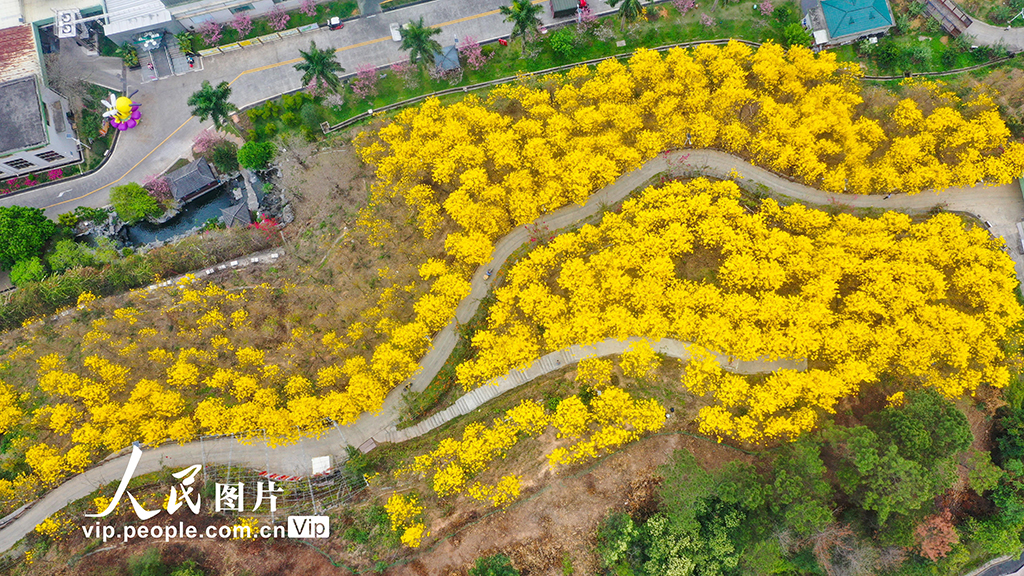 廣西梧州：黃花風鈴木綻放【2】
