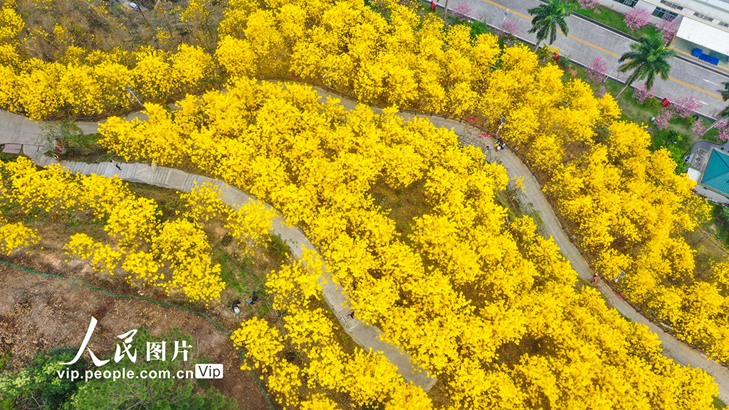 廣西梧州：黃花風鈴木綻放