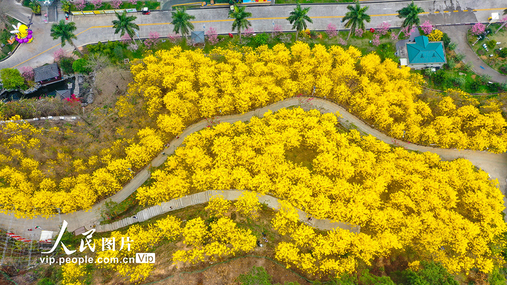 廣西梧州：黃花風鈴木綻放【5】
