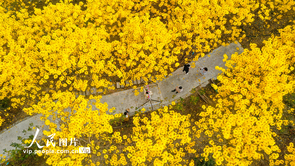 廣西梧州：黃花風鈴木綻放【3】