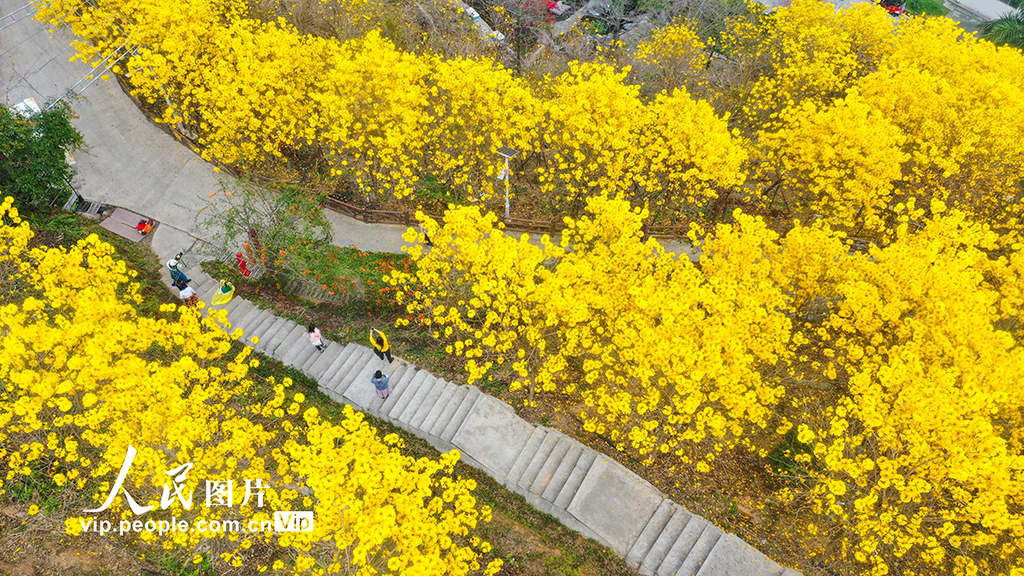 廣西梧州：黃花風鈴木綻放【4】