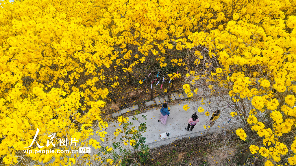 廣西梧州：黃花風鈴木綻放【6】