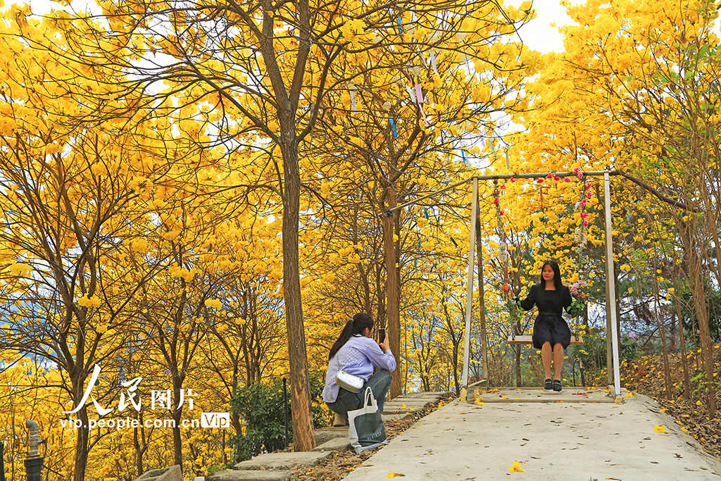 廣西梧州：黃花風鈴木綻放【7】