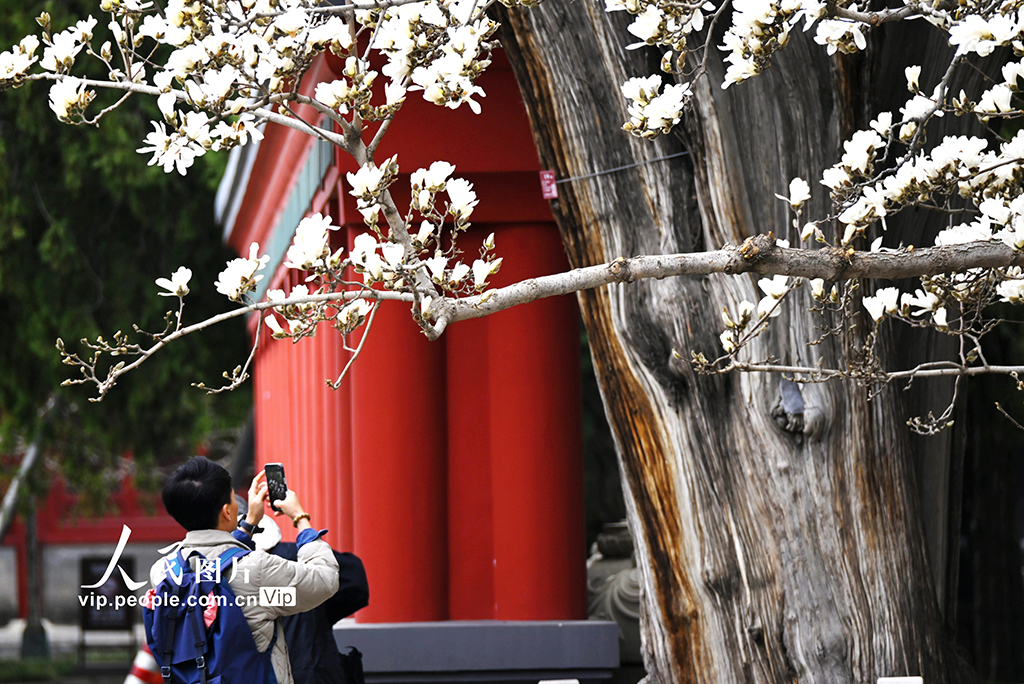 北京：勞動人民文化宮玉蘭盛開【2】