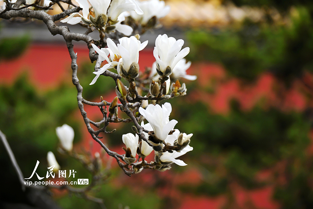 北京：勞動人民文化宮玉蘭盛開【3】