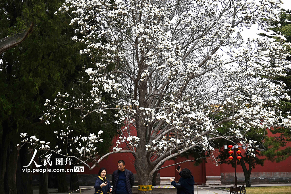 北京：勞動人民文化宮玉蘭盛開【4】