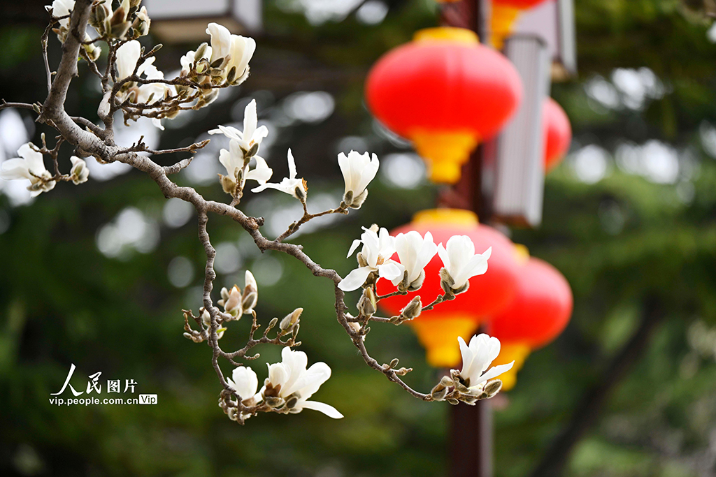 北京：勞動人民文化宮玉蘭盛開