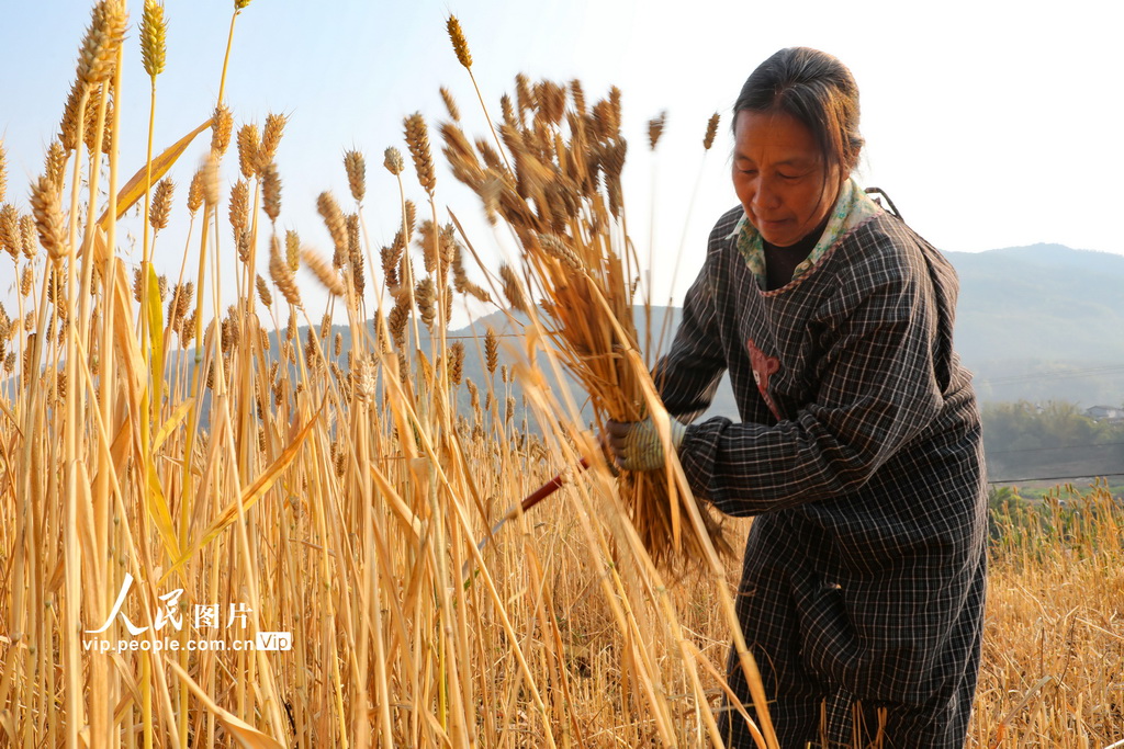 3月15日，云南省寧洱哈尼族彝族自治縣勐先鎮和平村農民在收割冬小麥。