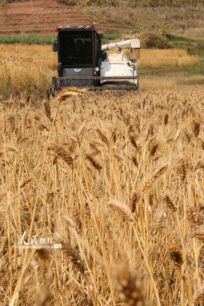 3月15日，云南省寧洱哈尼族彝族自治縣勐先鎮和平村農民在收割冬小麥。