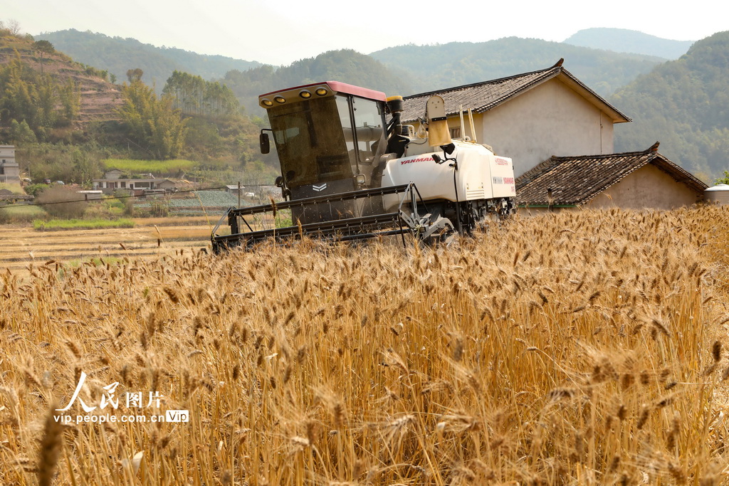 3月15日，云南省寧洱哈尼族彝族自治縣勐先鎮和平村農民在收割冬小麥。