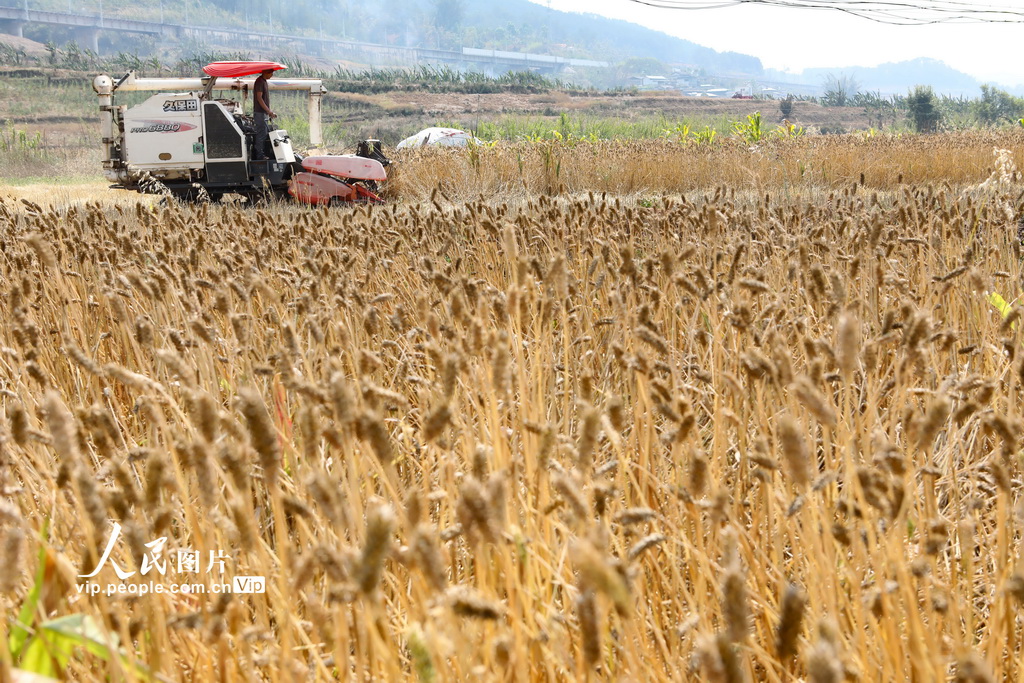 云南普洱：收獲冬小麥