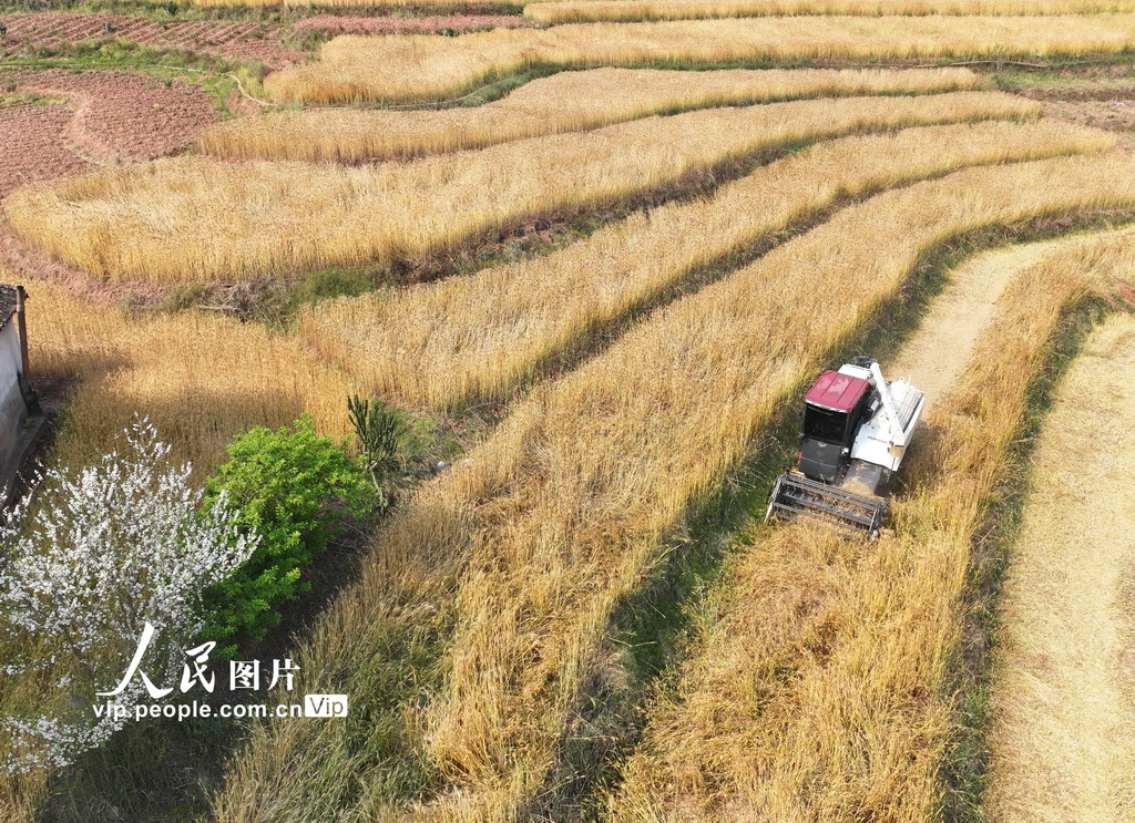 3月15日，云南省寧洱哈尼族彝族自治縣勐先鎮和平村農民在收割冬小麥。