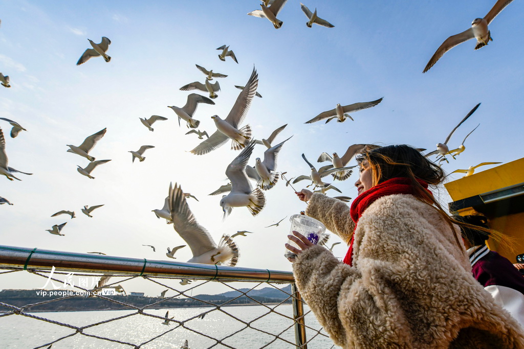 山東榮成：海驢島海域迎來黑尾鷗