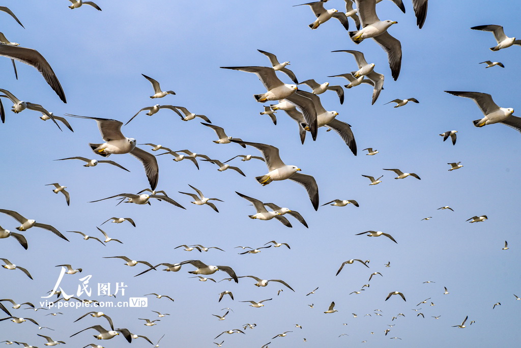 山東榮成：海驢島海域迎來黑尾鷗【2】