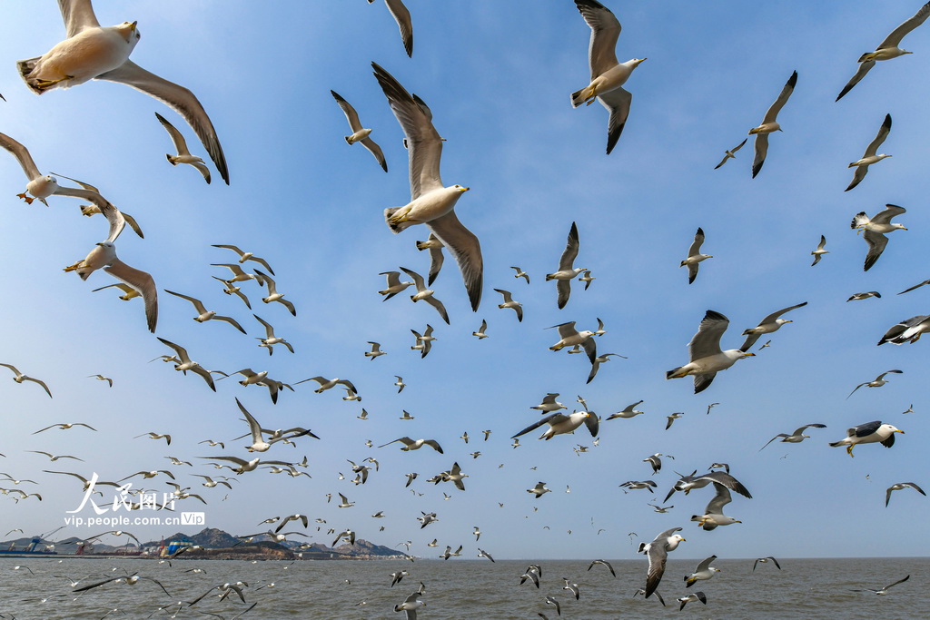山東榮成：海驢島海域迎來黑尾鷗【3】