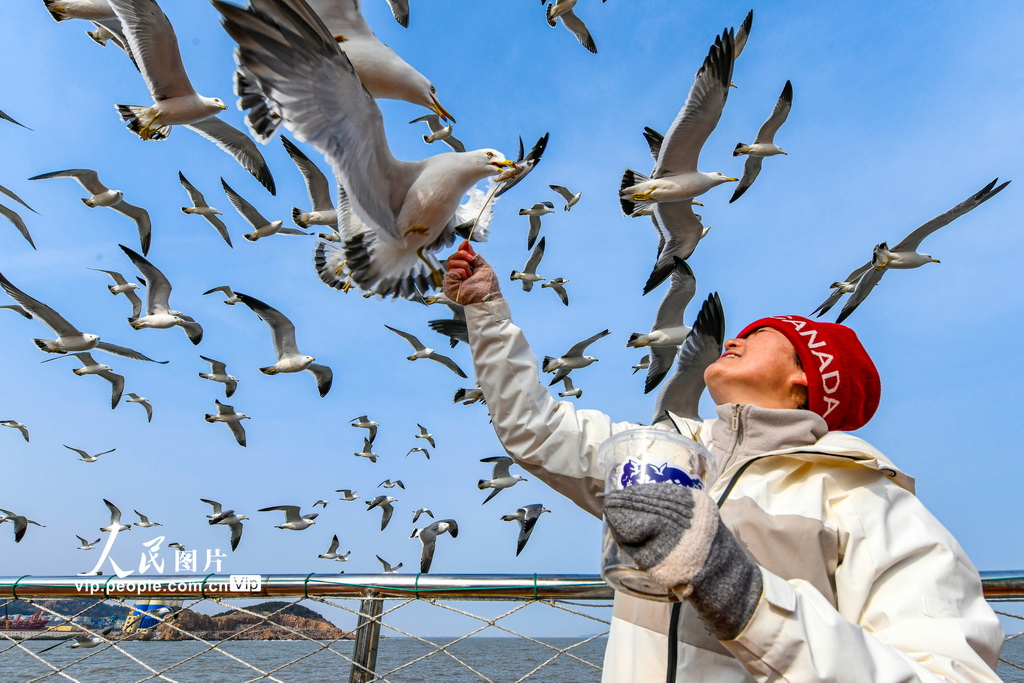山東榮成：海驢島海域迎來黑尾鷗【4】