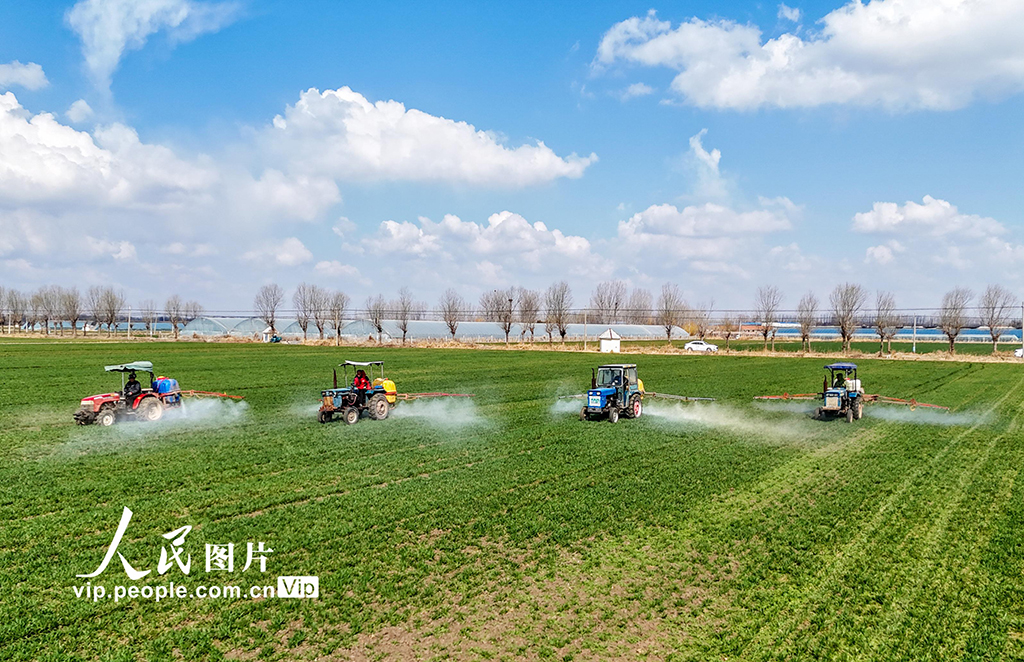 山東萊西：智能農機深耕春管一線【3】