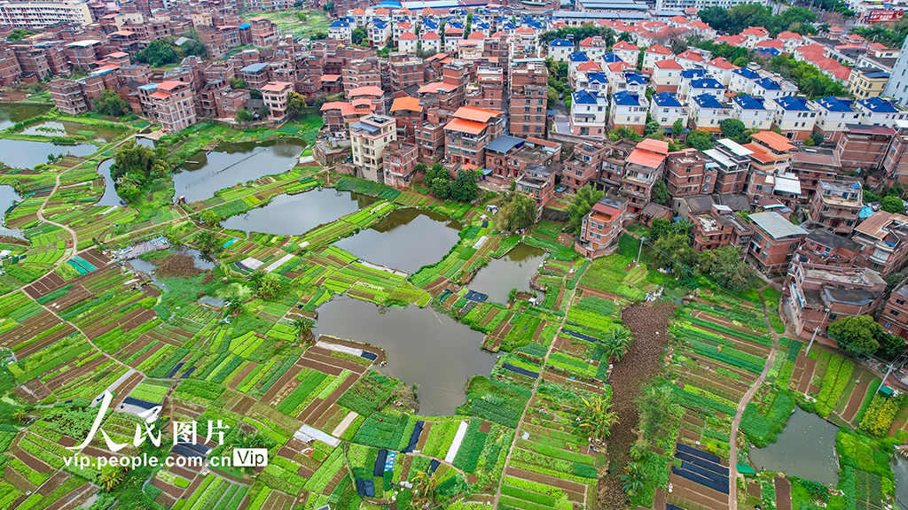 廣西梧州：發展生態綠色農業 繪就城鄉和美畫卷【3】