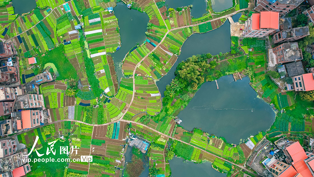 廣西梧州：發展生態綠色農業 繪就城鄉和美畫卷【5】