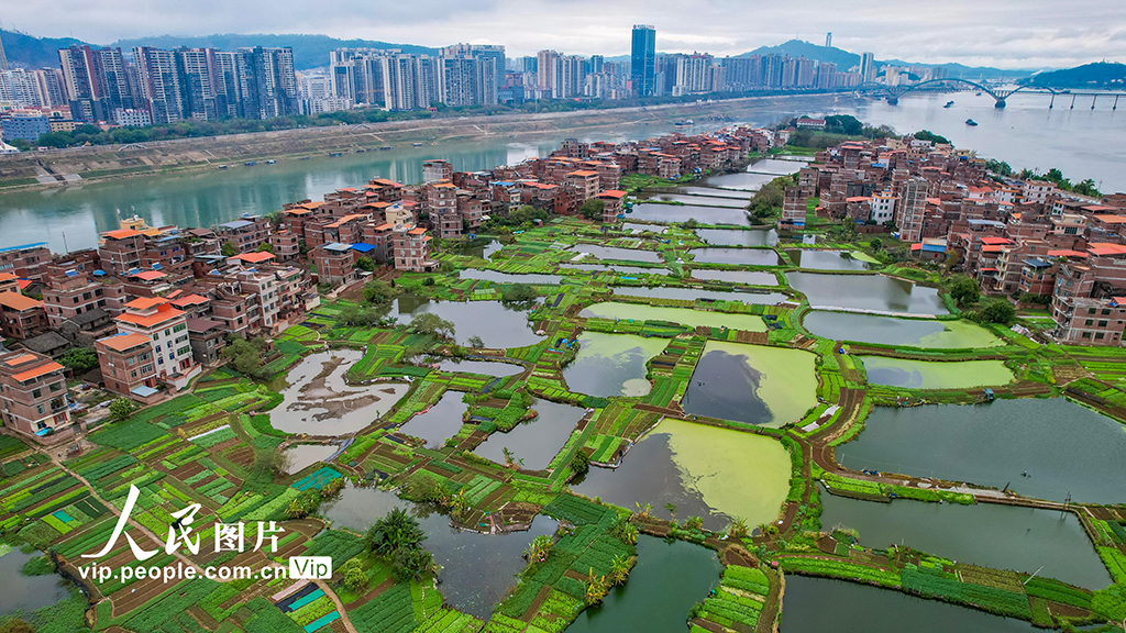 廣西梧州：發展生態綠色農業 繪就城鄉和美畫卷