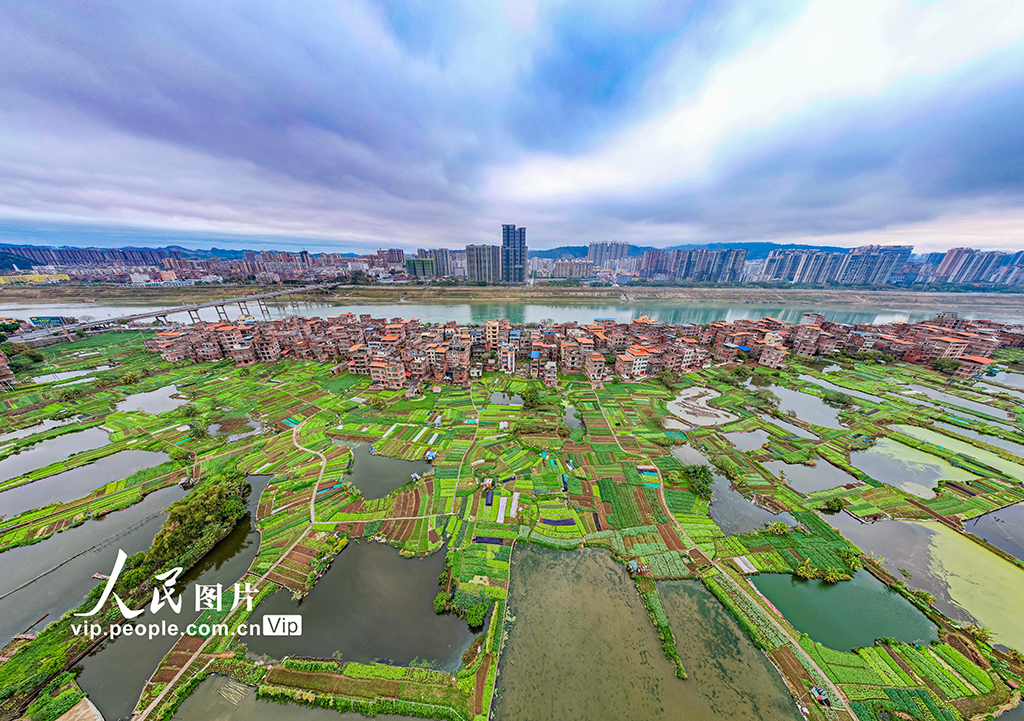 廣西梧州：發展生態綠色農業 繪就城鄉和美畫卷【7】