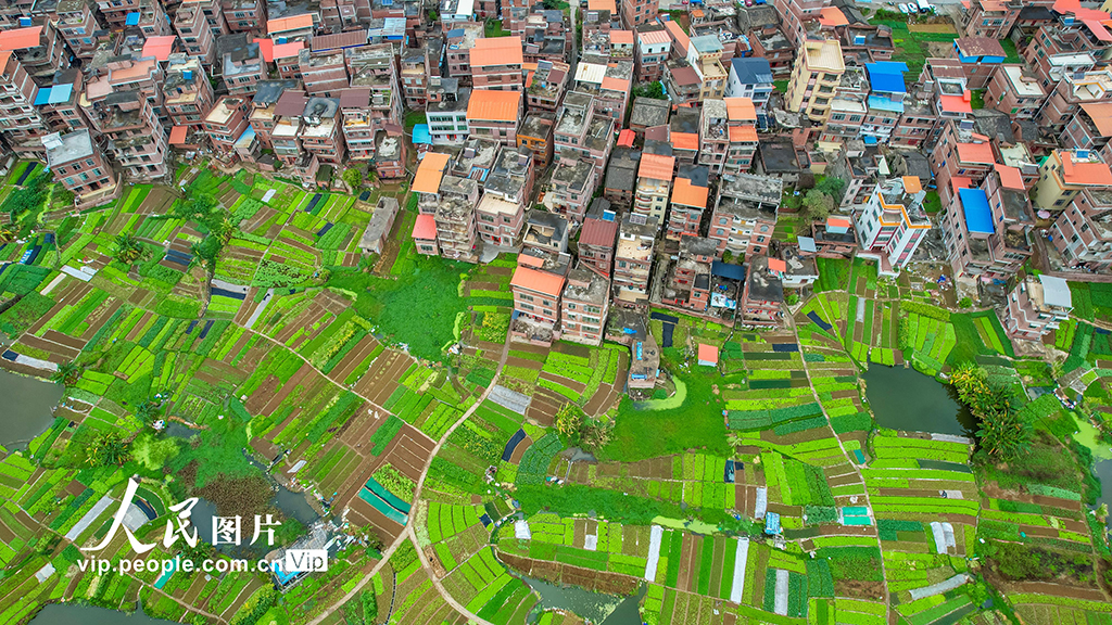 廣西梧州：發展生態綠色農業 繪就城鄉和美畫卷【8】