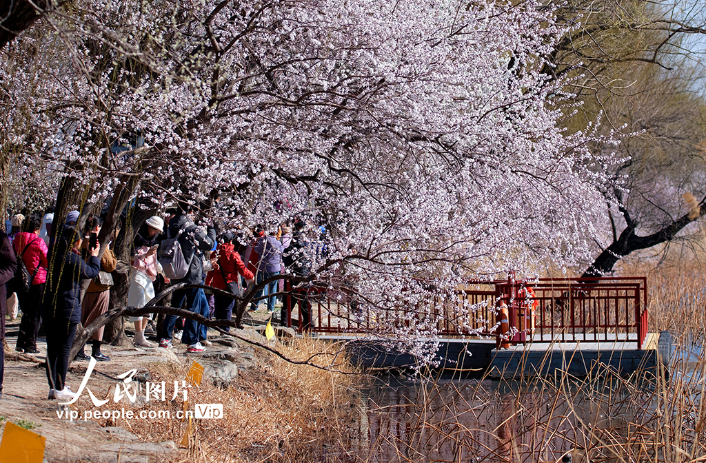 頤和園春色滿園惹人醉【4】