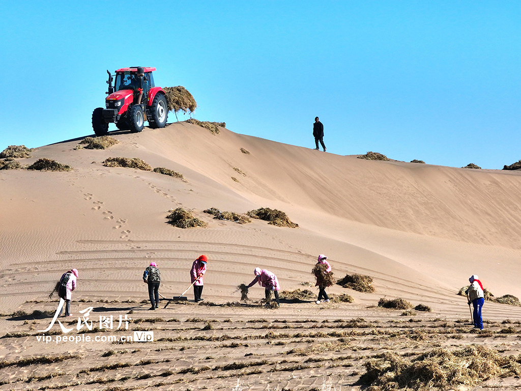 甘肅臨澤：織網壓沙