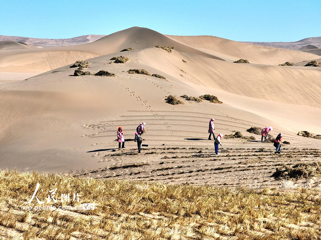 甘肅臨澤：織網壓沙【2】