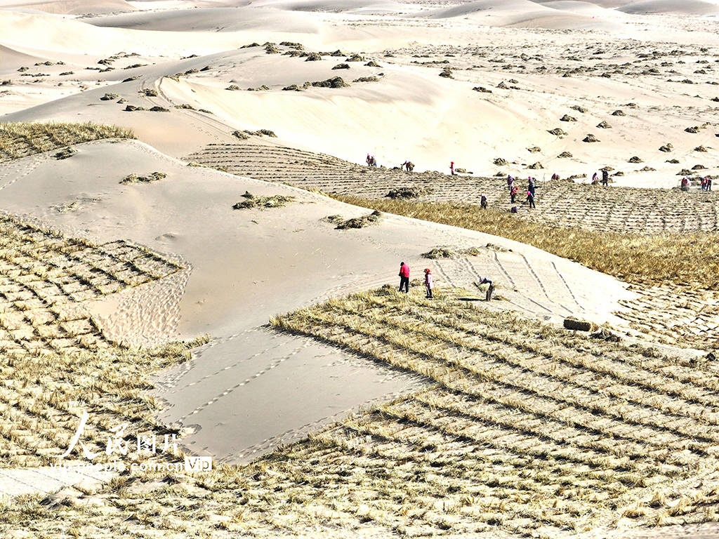 甘肅臨澤：織網壓沙【4】