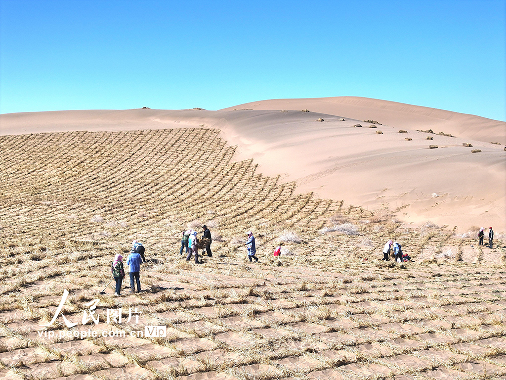 甘肅臨澤：織網壓沙【5】