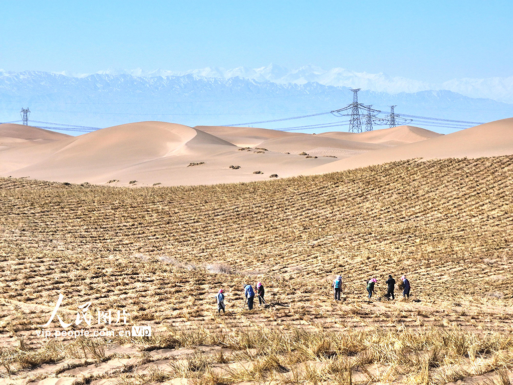 甘肅臨澤：織網壓沙【6】