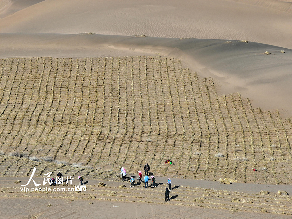 甘肅臨澤：織網壓沙【8】