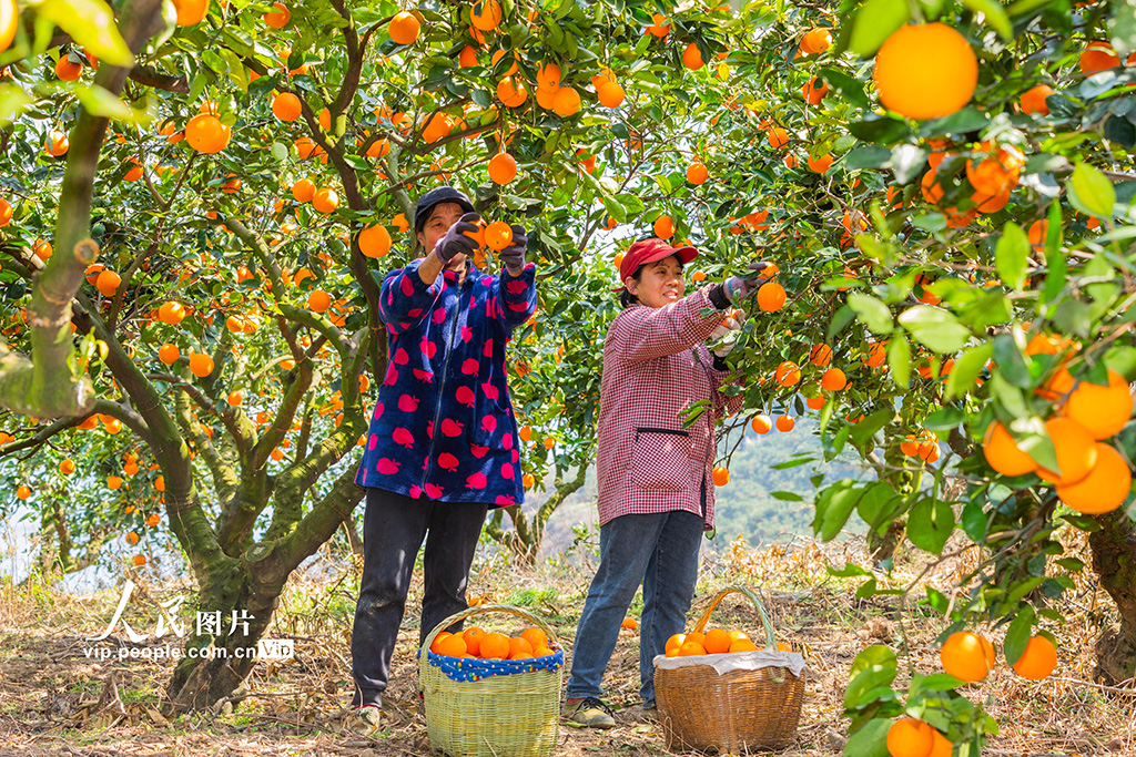 湖北秭歸：春橙飄香采摘忙