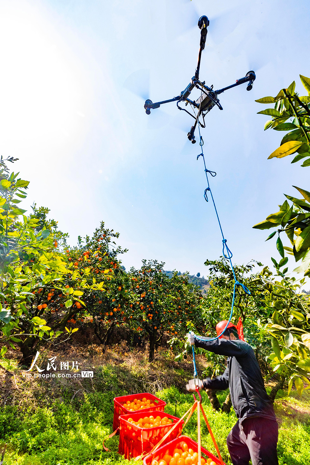 湖北秭歸：春橙飄香采摘忙【2】