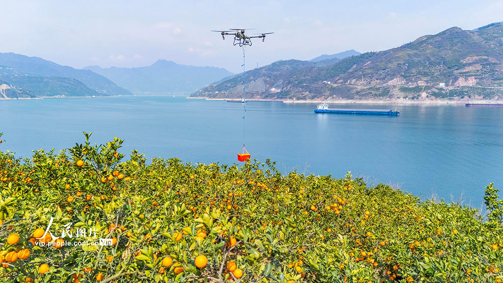 湖北秭歸：春橙飄香采摘忙【3】
