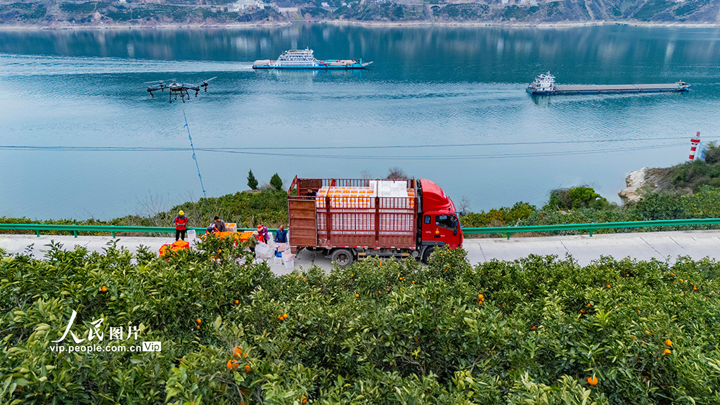 湖北秭歸：春橙飄香采摘忙【4】