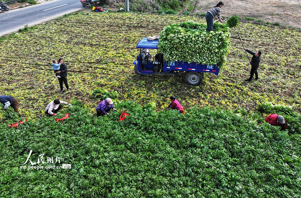 湖北襄陽：采收臘菜