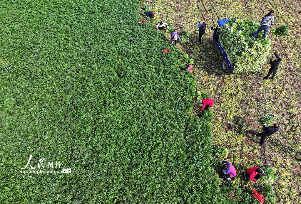 湖北襄陽：采收臘菜【2】
