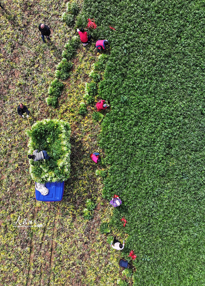 湖北襄陽：采收臘菜【3】