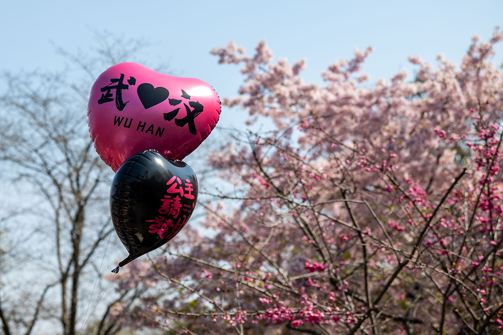 湖北武漢：早櫻盛開醉游人