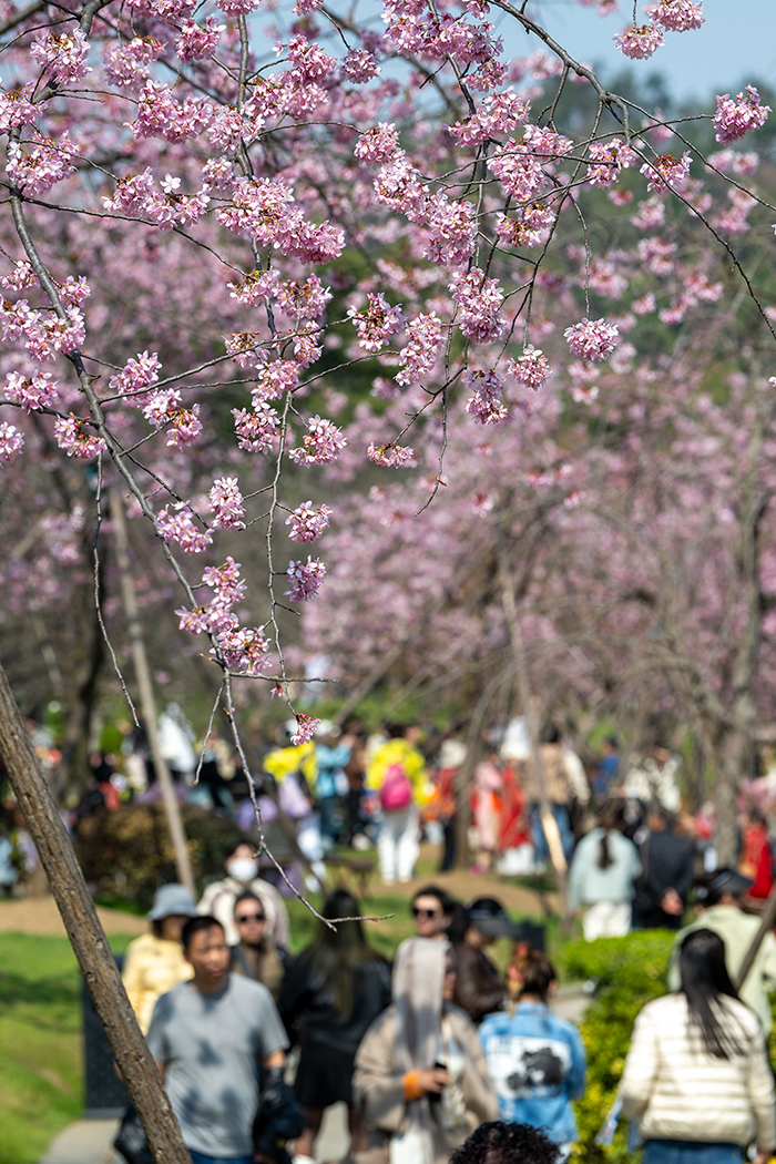 湖北武漢：早櫻盛開醉游人【2】