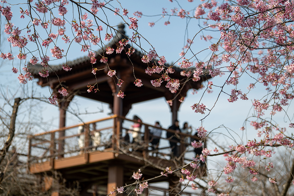 湖北武漢：早櫻盛開醉游人【4】