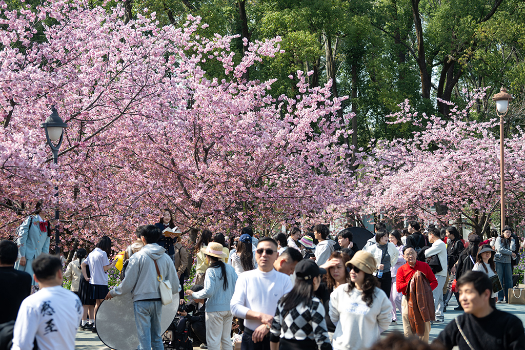 湖北武漢：早櫻盛開醉游人【5】