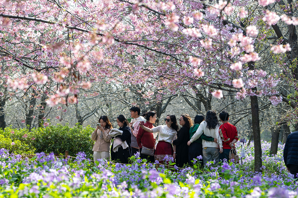 湖北武漢：早櫻盛開醉游人【6】