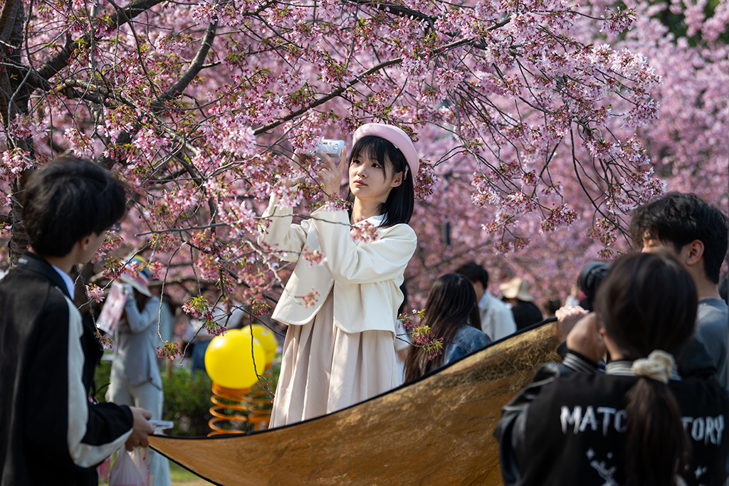 湖北武漢：早櫻盛開醉游人【7】